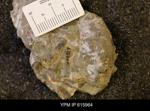 Baculites sp.