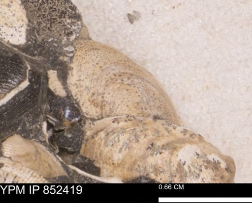 Limopsis striatopunctatus