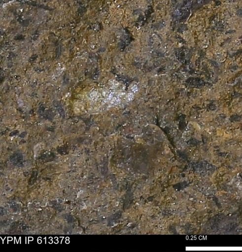 Scaphites sp.