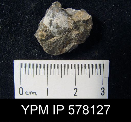 Composita biplicata