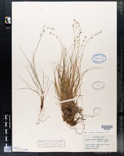 Carex rosea