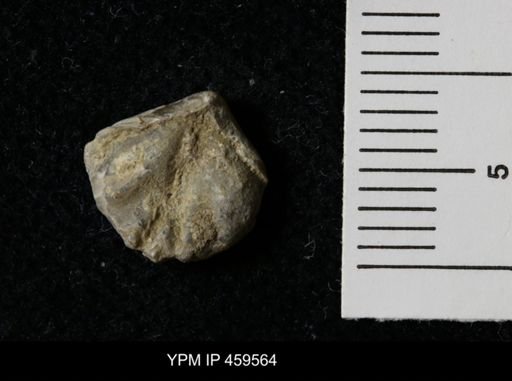 Wellerella