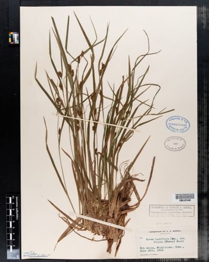 Carex laxiflora