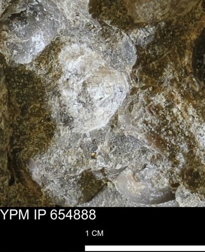 undet. Bivalvia