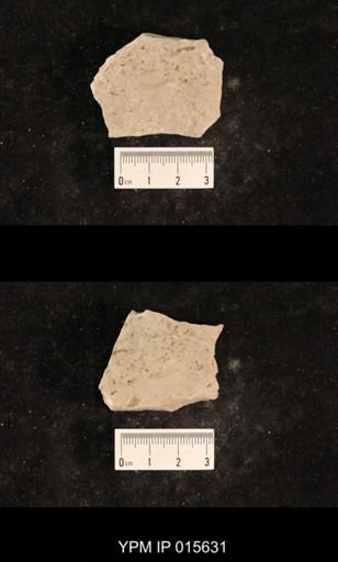 Demopterum gracile