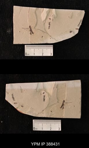 undet. Coleoptera