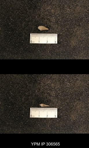 Phestia sp.