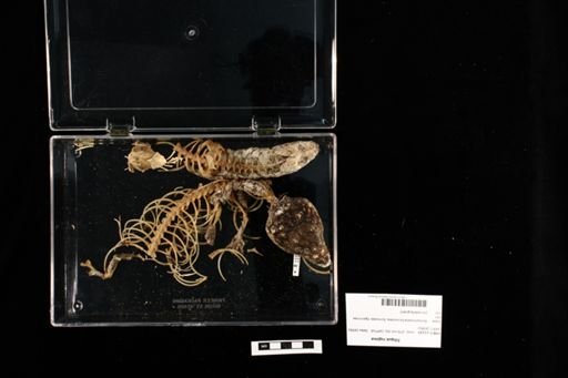 Tiliqua rugosa
