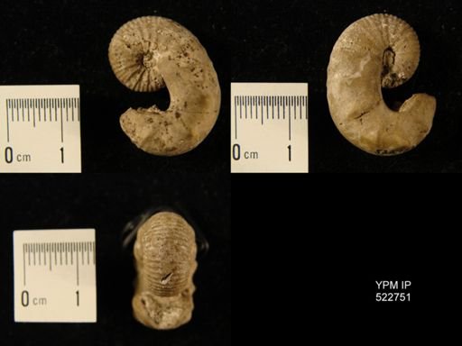 Scaphites aequalis