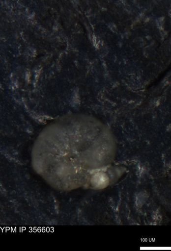 undet. Foraminiferida
