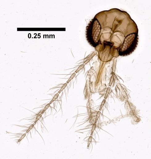 Sergentomyia formica