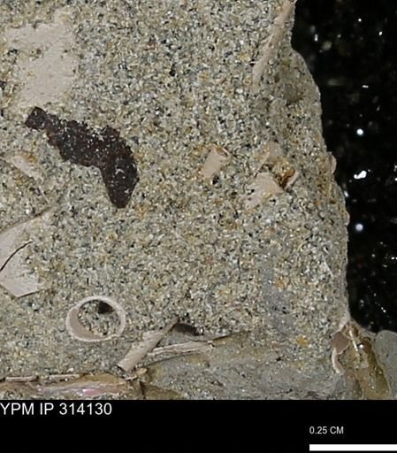 undet. Scaphopoda