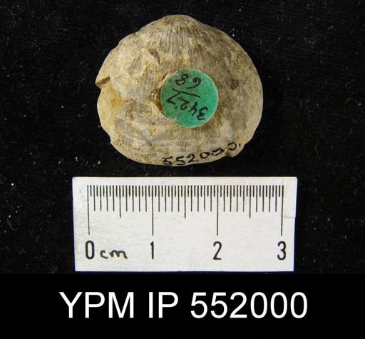 Rhipidomella sp.