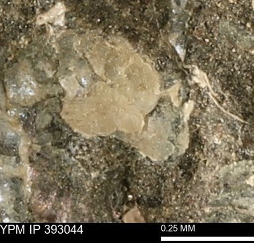 Scaphites sp.