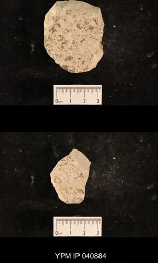 Liomopteridae