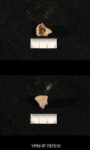 undet. Brachiopoda