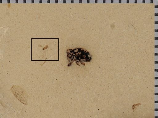 undet. Diptera