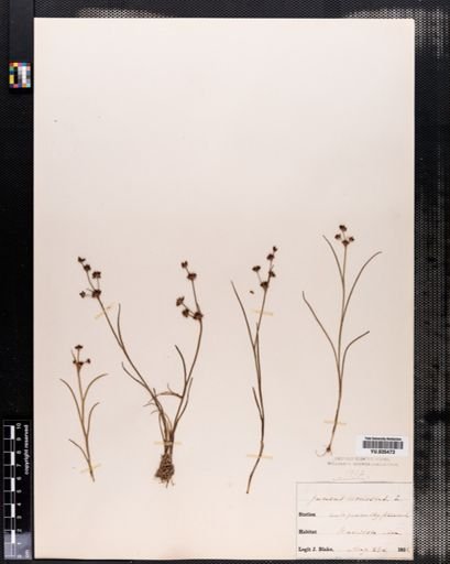 Juncus articulatus