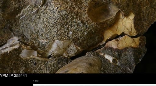 Mollusca