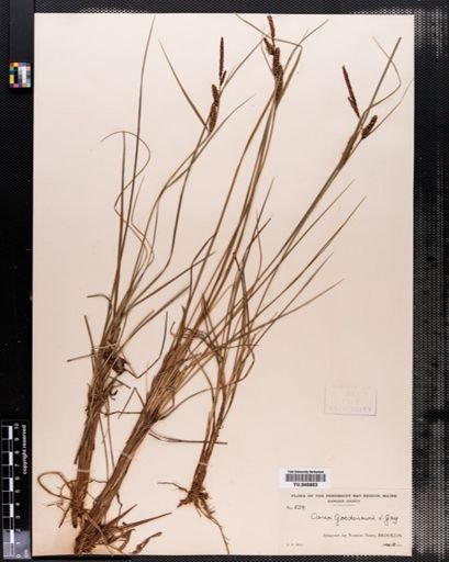 Carex nigra