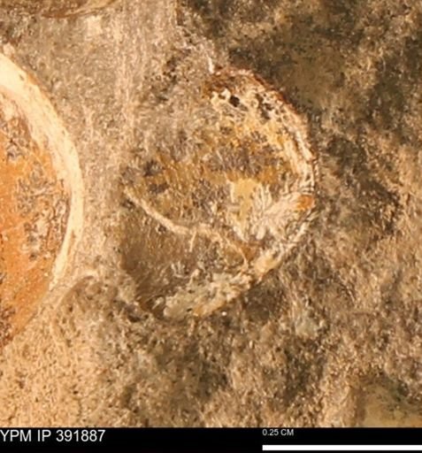 Protocardia sp.
