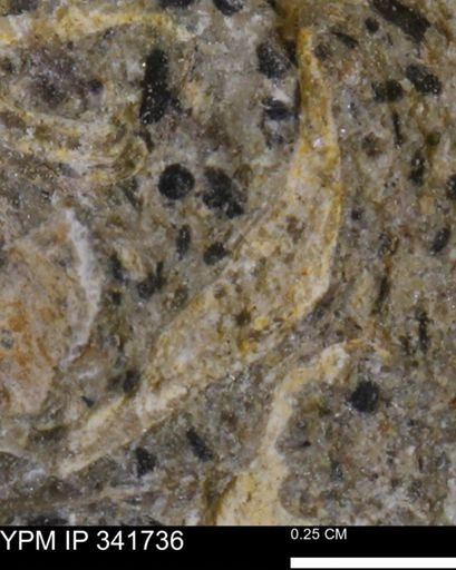 Scaphites sp.