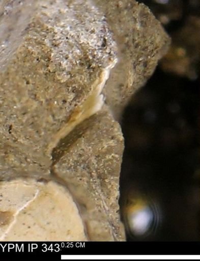 undet. Bivalvia