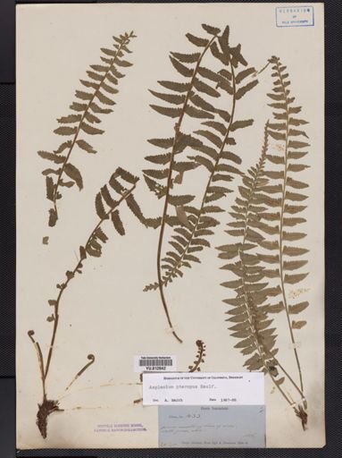 Asplenium