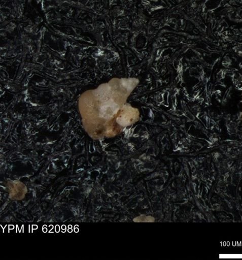 undet. Heterohelicidae