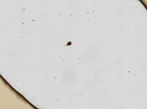 Trichotria truncata