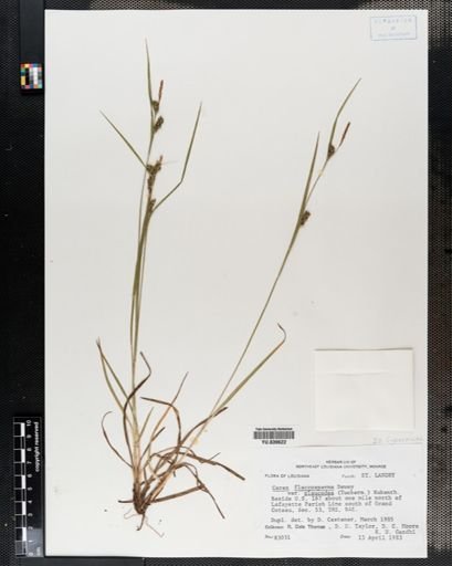 Carex flaccosperma