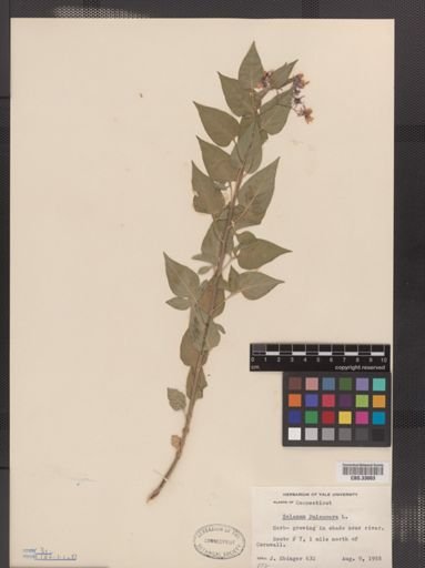 Solanum dulcamara