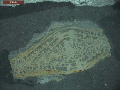 Triticites koschmanni