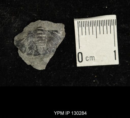 Eldredgeops rana