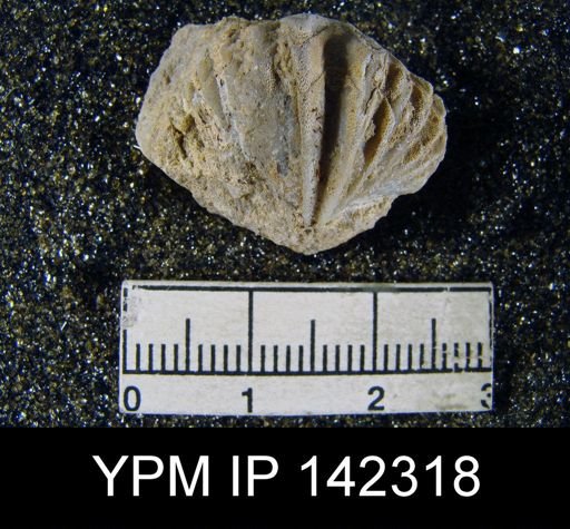 Spiriferina cristata