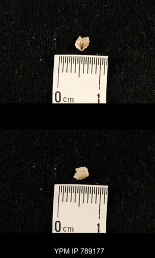 undet. Brachiopoda