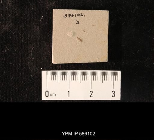 undet. Hexapoda