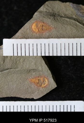 undet. Synziphosurina