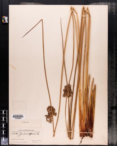 Juncus effusus