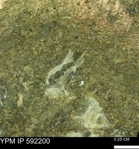 Ostrea translucida?