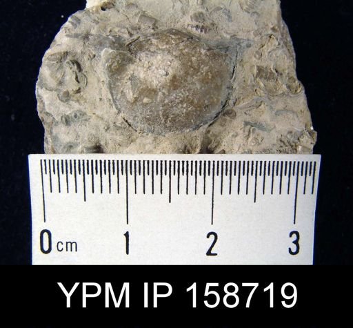 Brachyprion robustum alatum