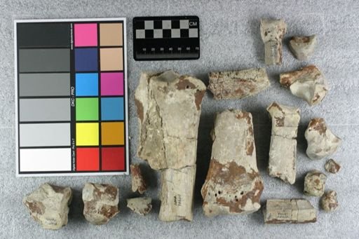 Subhyracodon sp.