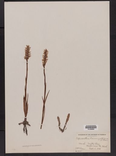 Spiranthes romanzoffiana