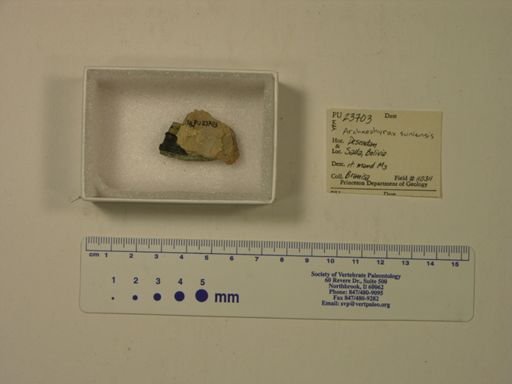 Archaeohyrax suniensis