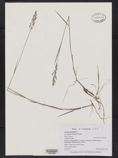 Agrostis stolonifera