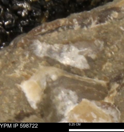 Mollusca