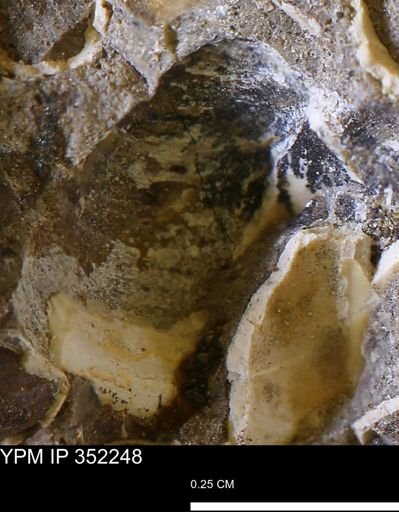 undet. Bivalvia