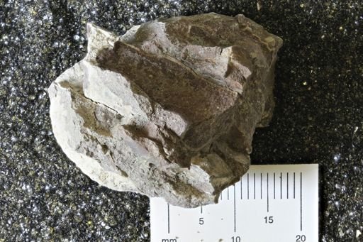 undet. Inoceramidae