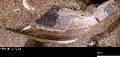 undet. Bivalvia