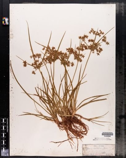Cyperus dentatus